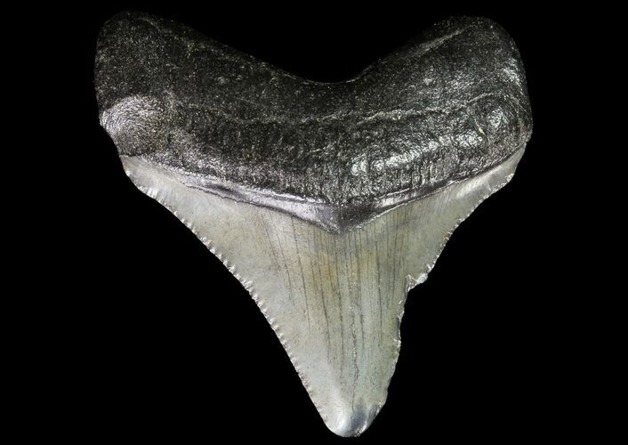 Juvenile Megalodon Tooth - South Carolina #74255